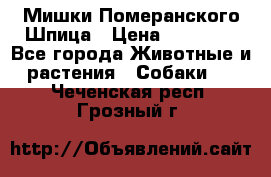 Мишки Померанского Шпица › Цена ­ 60 000 - Все города Животные и растения » Собаки   . Чеченская респ.,Грозный г.